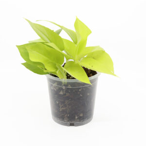 KULTAKÖYNNÖS 'Neon' + Aroid mix