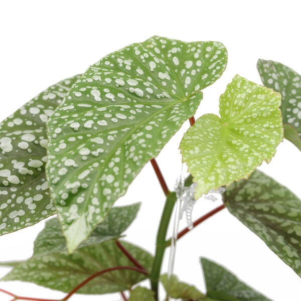 BEGONIA + Ilmava kasvualusta - Image 3
