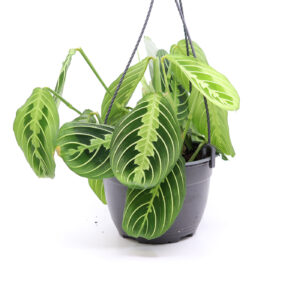 PAAVONNUKKUMATTI amppelissa