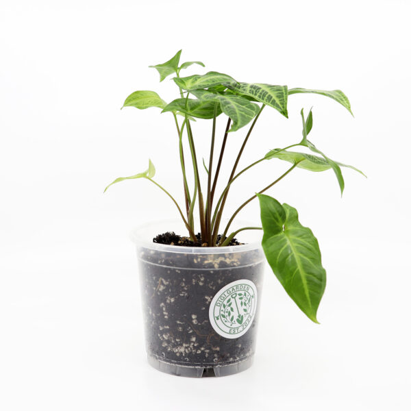 MUULINKORVA 'Albolineatum' + Ilmava kasvualusta