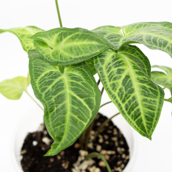 MUULINKORVA 'Albolineatum' + Ilmava kasvualusta - Image 2