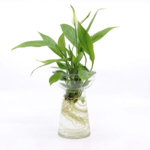 VIIRIVEHKA vesikasvatuksessa