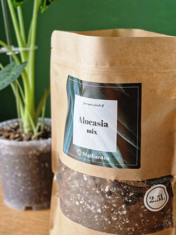 UUTUUS! Alocasia mix by DigiGarden