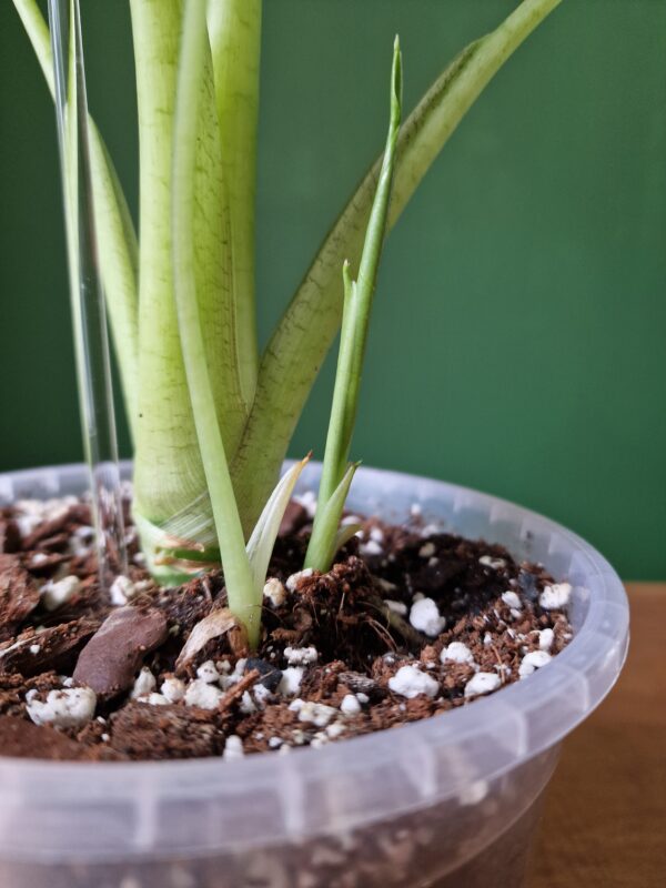 UUTUUS! Alocasia mix by DigiGarden - Image 3