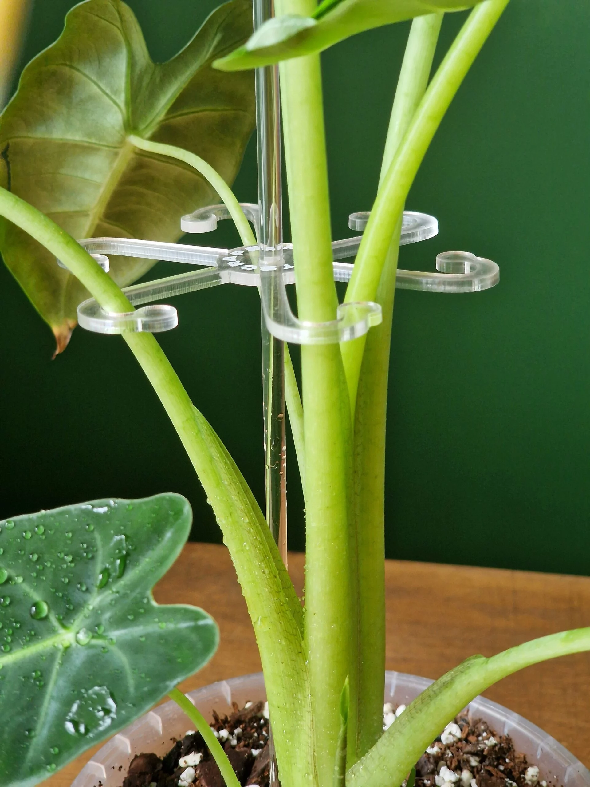 Alocasia mix by DigiGarden 2,5/5L/8L - Image 6