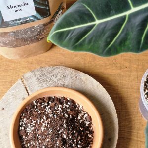 Alocasia mix by DigiGarden ALOKASIOILLE 2,5/5L/8L