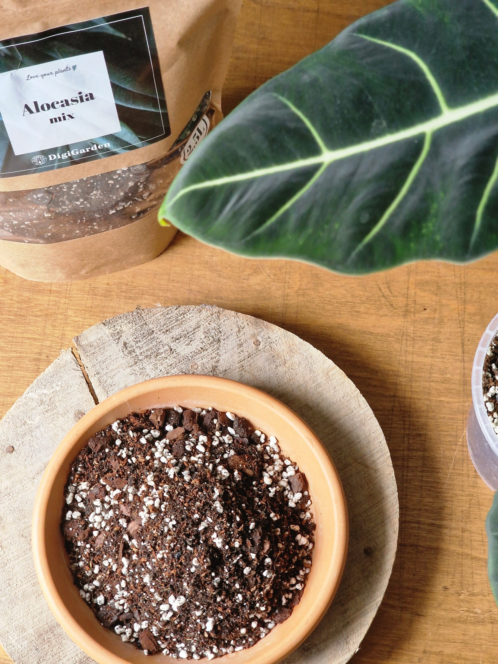 Alocasia mix ALOKASIOILLE 2,5/5/8L