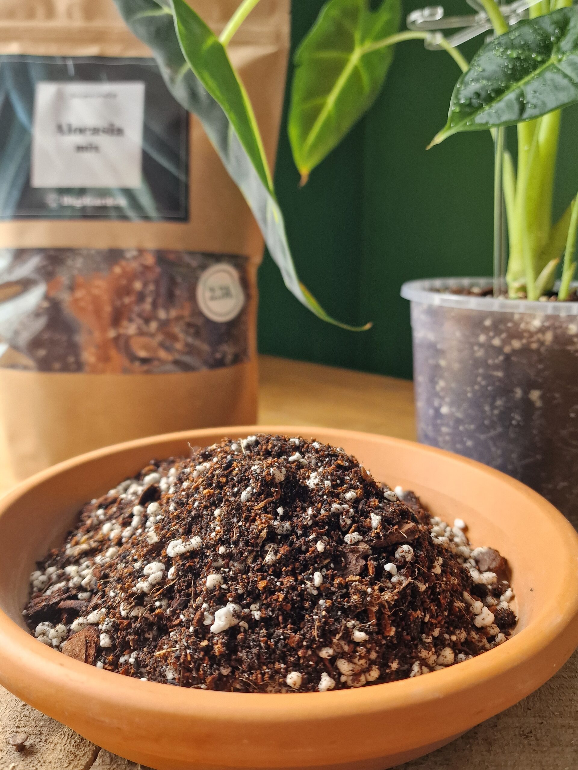 Alocasia mix by DigiGarden 2,5/5L/8L - Image 5