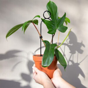 Kasvituki pompom (kulta/musta)