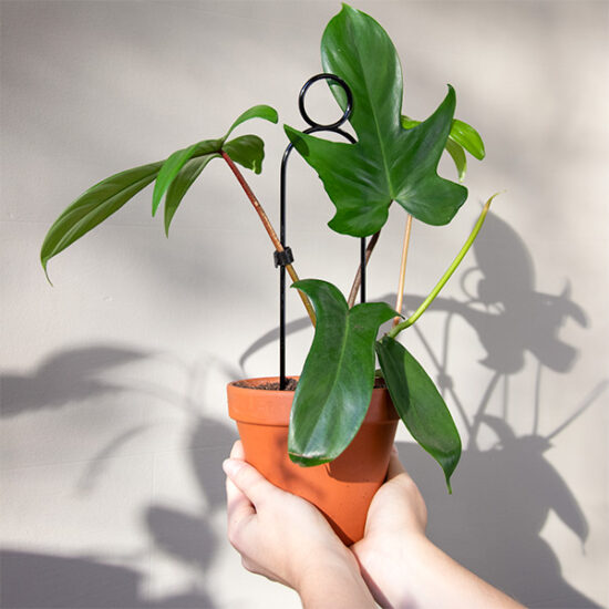 Kasvituki pompom (kulta/musta)