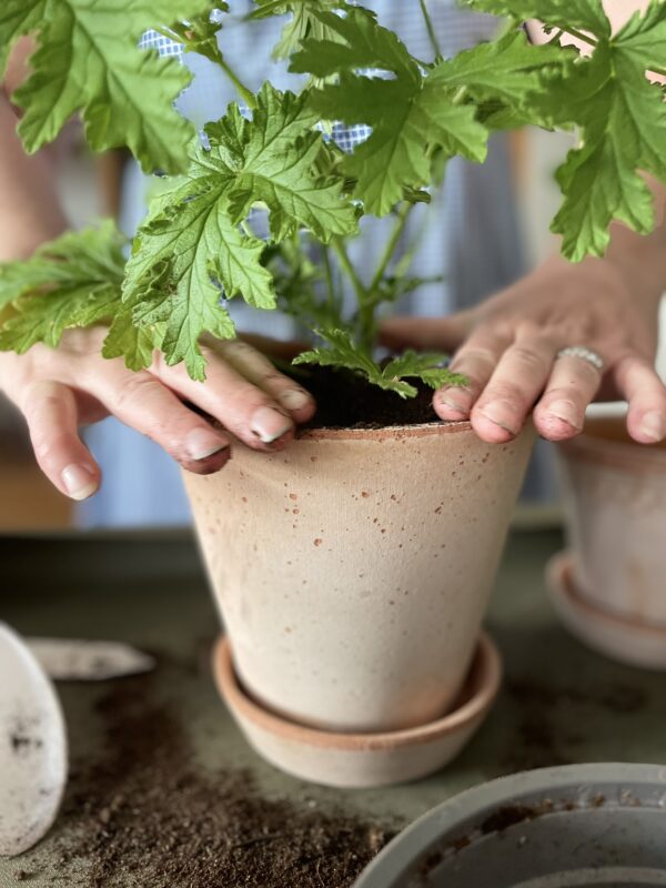 Pelargonimulta 15L