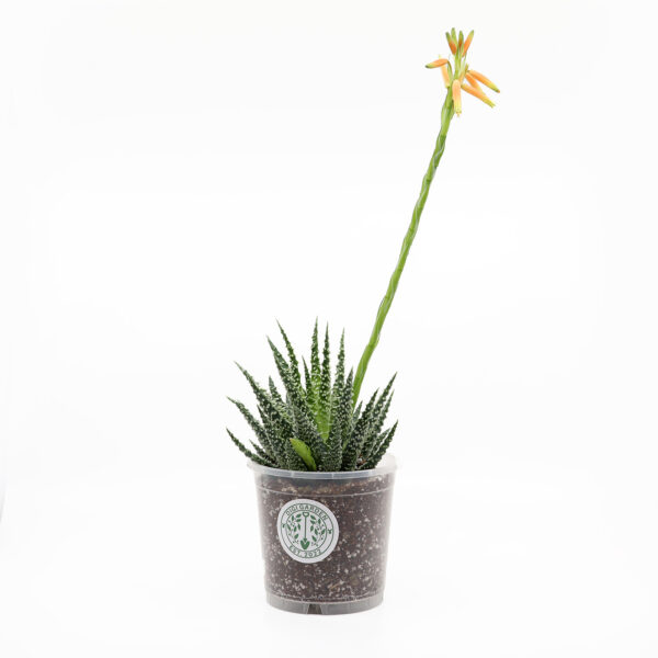 ALOE + kaktus ja mehikasvi kasvualusta