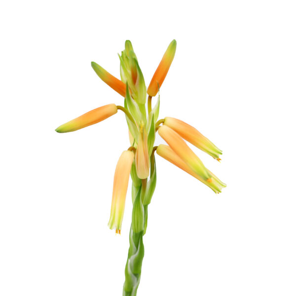 ALOE + kaktus ja mehikasvi kasvualusta - Image 3