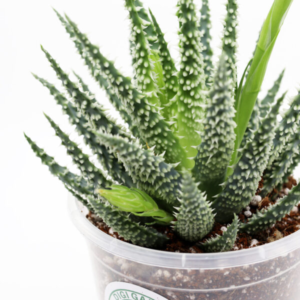 ALOE + kaktus ja mehikasvi kasvualusta - Image 2