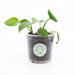 KULTAKÖYNNÖS 'Jade' + Aroid mix