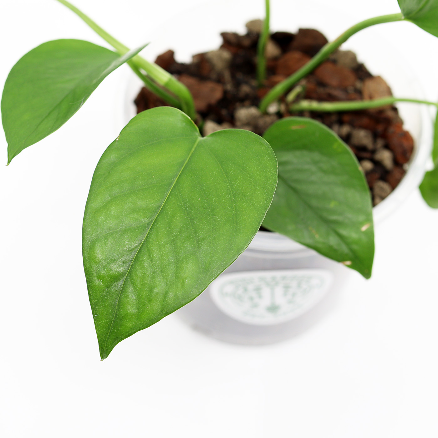 KULTAKÖYNNÖS 'Jade' + Aroid mix - Image 2