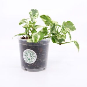 KULTAKÖYNNÖS 'Pearl & Jade' + Aroid mix