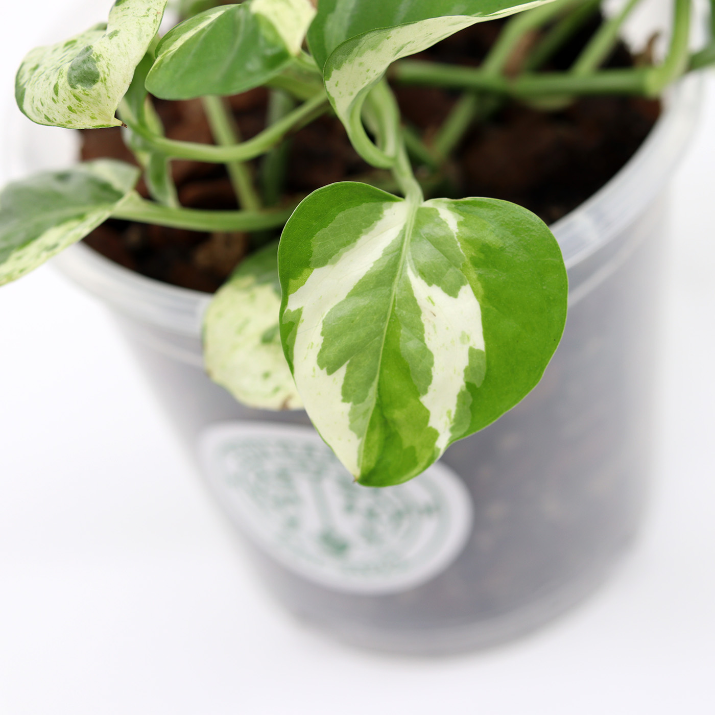 KULTAKÖYNNÖS 'Pearl & Jade' + Aroid mix - Image 2