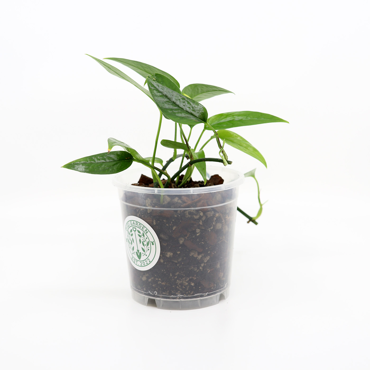 KULTAKÖYNNÖS + Aroid mix