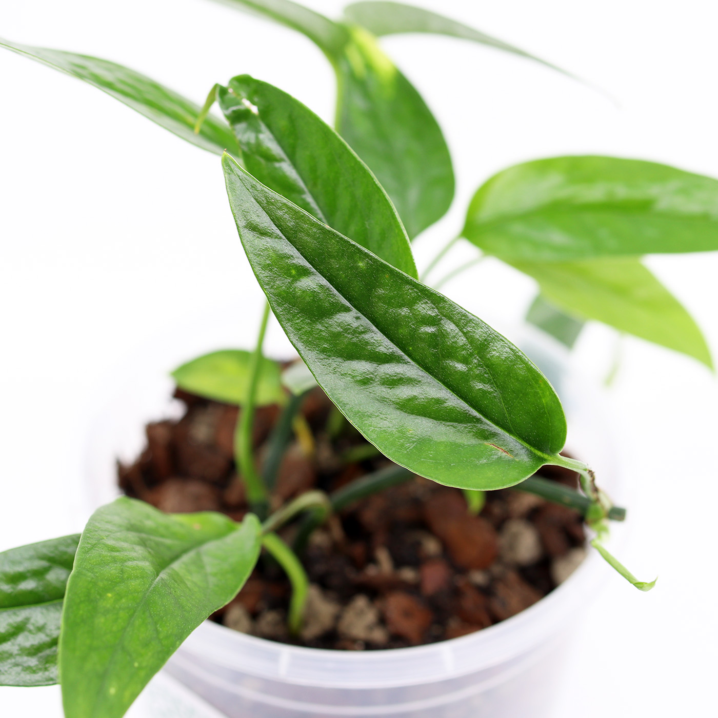 KULTAKÖYNNÖS + Aroid mix - Image 2