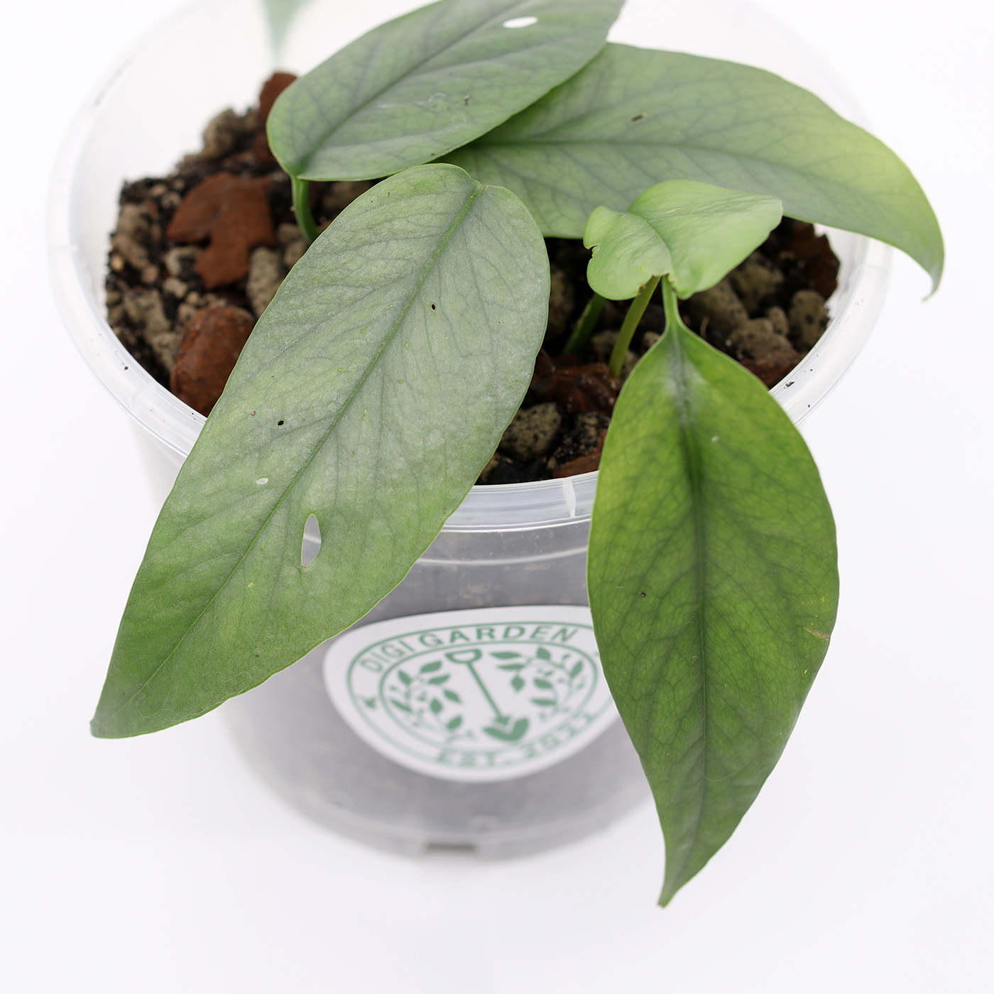 KULTAKÖYNNÖS 'Cebu blue' + Aroid mix - Image 2