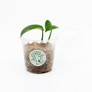 EPIPREMNUM AUREUM 'Jade' juurellinen pistokas