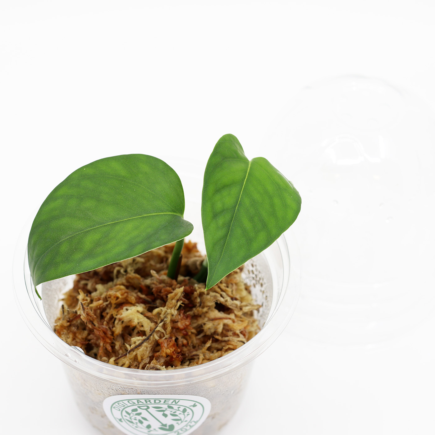 EPIPREMNUM AUREUM 'Jade' juurellinen pistokas - Image 2