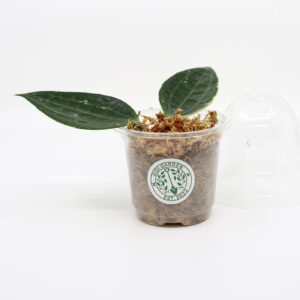 HOYA Macrophylla pistokas juurilla