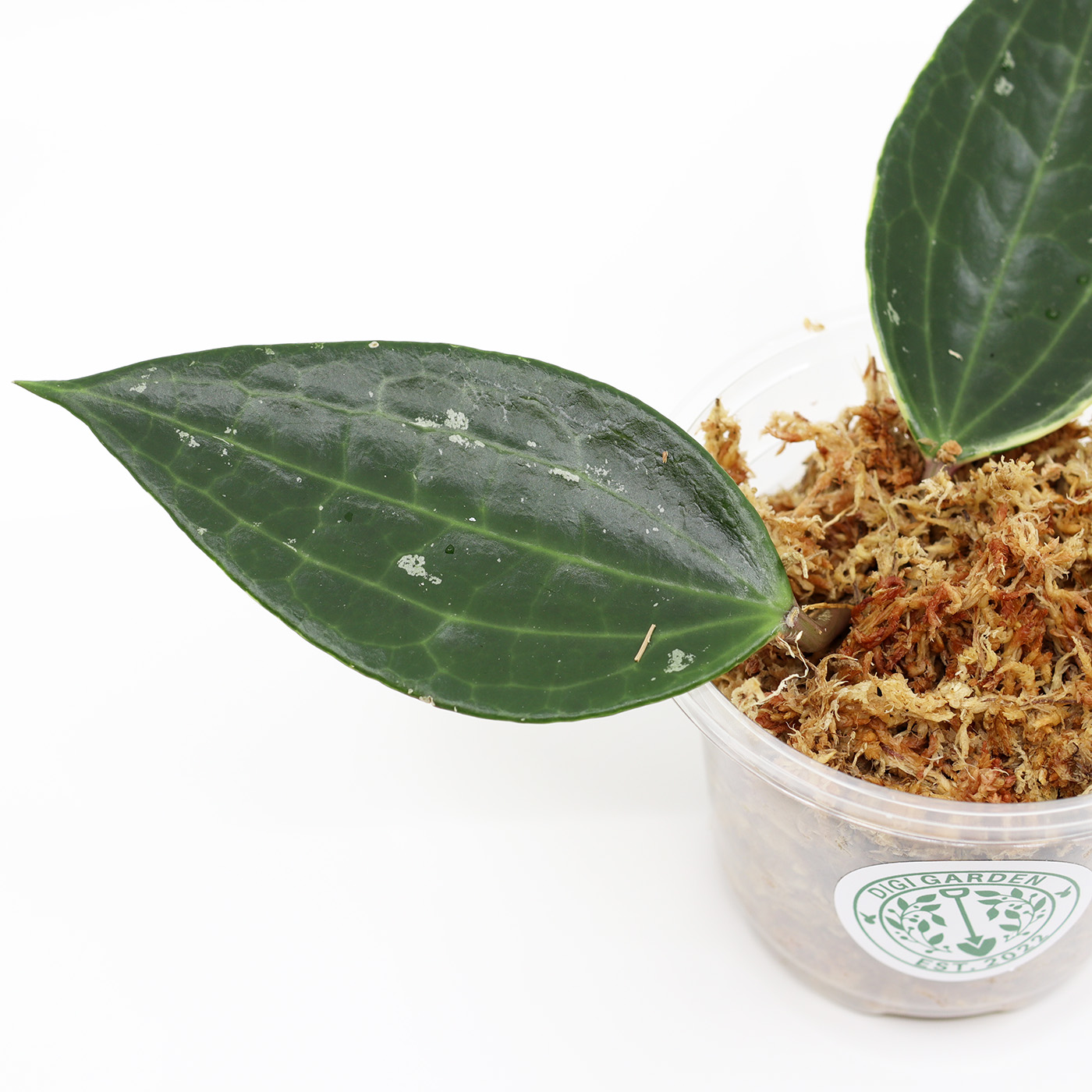 HOYA Macrophylla pistokas - Image 2