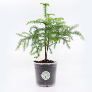 HUONEKUUSI + Araucaria mix