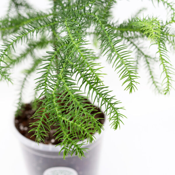 HUONEKUUSI + Araucaria mix - Image 2