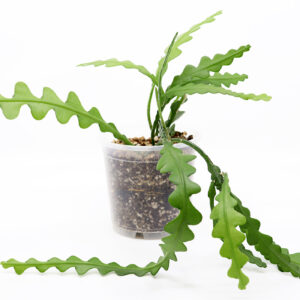 KALANRUOTOKAKTUS + kaktus ja mehikasvien kasvualusta