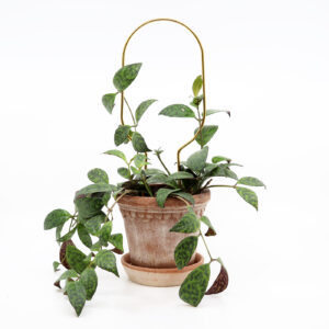 Kasvituki Hoop (kulta/musta)