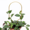 Kasvituki Hoop - Image 2