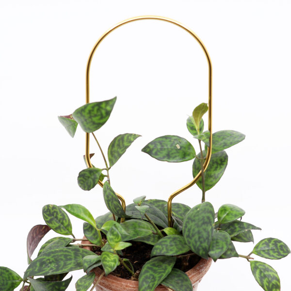 Kasvituki Hoop - Image 2