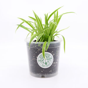 KIRJORÖNSYLILJA + ilmava kasvualusta