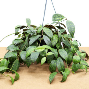 KIRJOSOIHTUKÖYNNÖS amppelissa