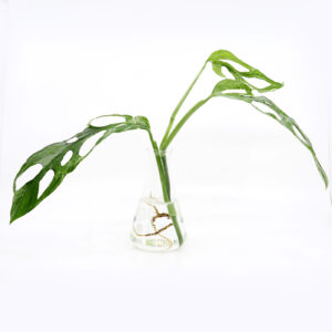 MONSTERA ADANSONII 'Indonesian Marble' juurellinen pistokas