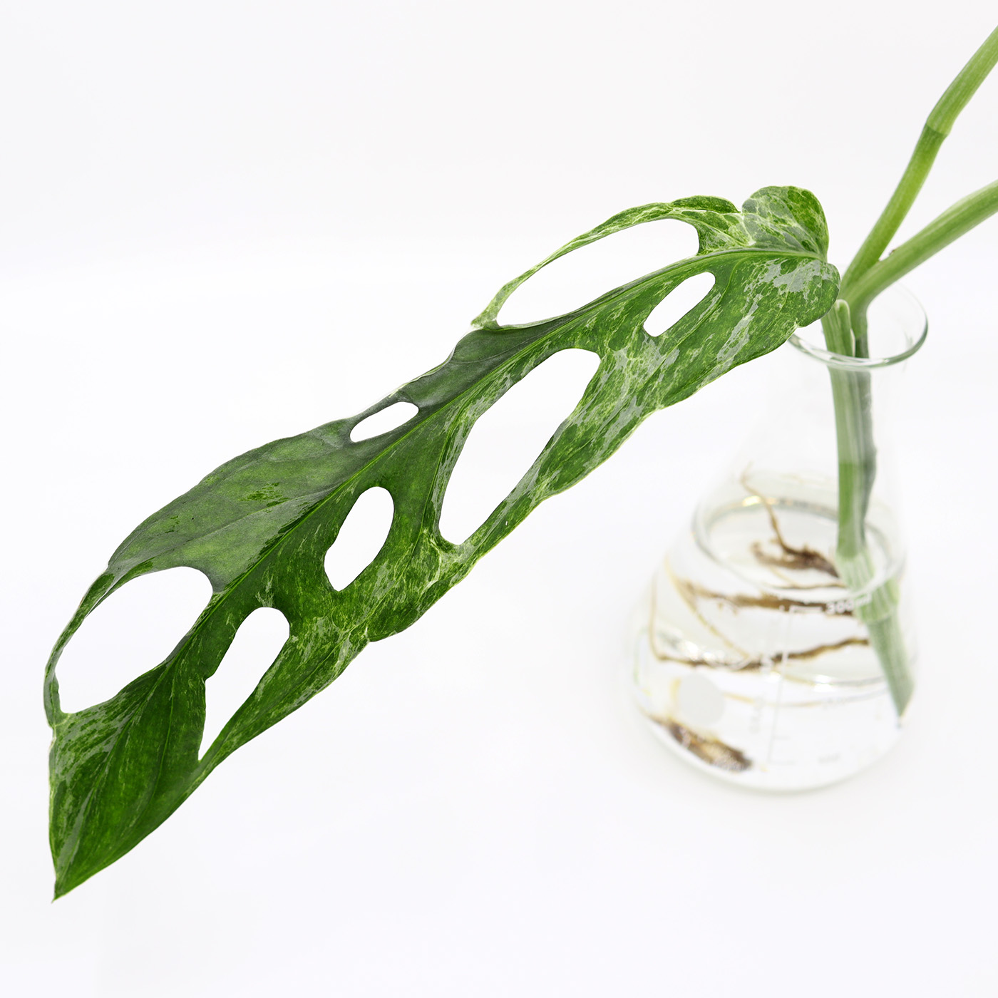 MONSTERA ADANSONII 'Indonesian Marble' juurellinen pistokas - Image 2