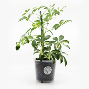 SIROLIUSKA-ARALIA + Ilmava kasvualusta