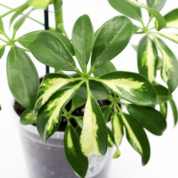 SIROLIUSKA-ARALIA + Ilmava kasvualusta - Image 2