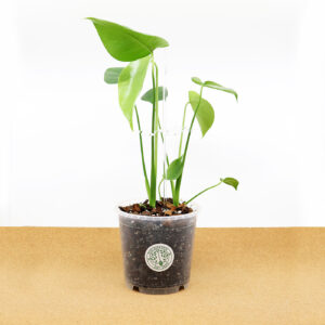 PEIKONLEHTI kasvituella + Monstera mix (15 cm)