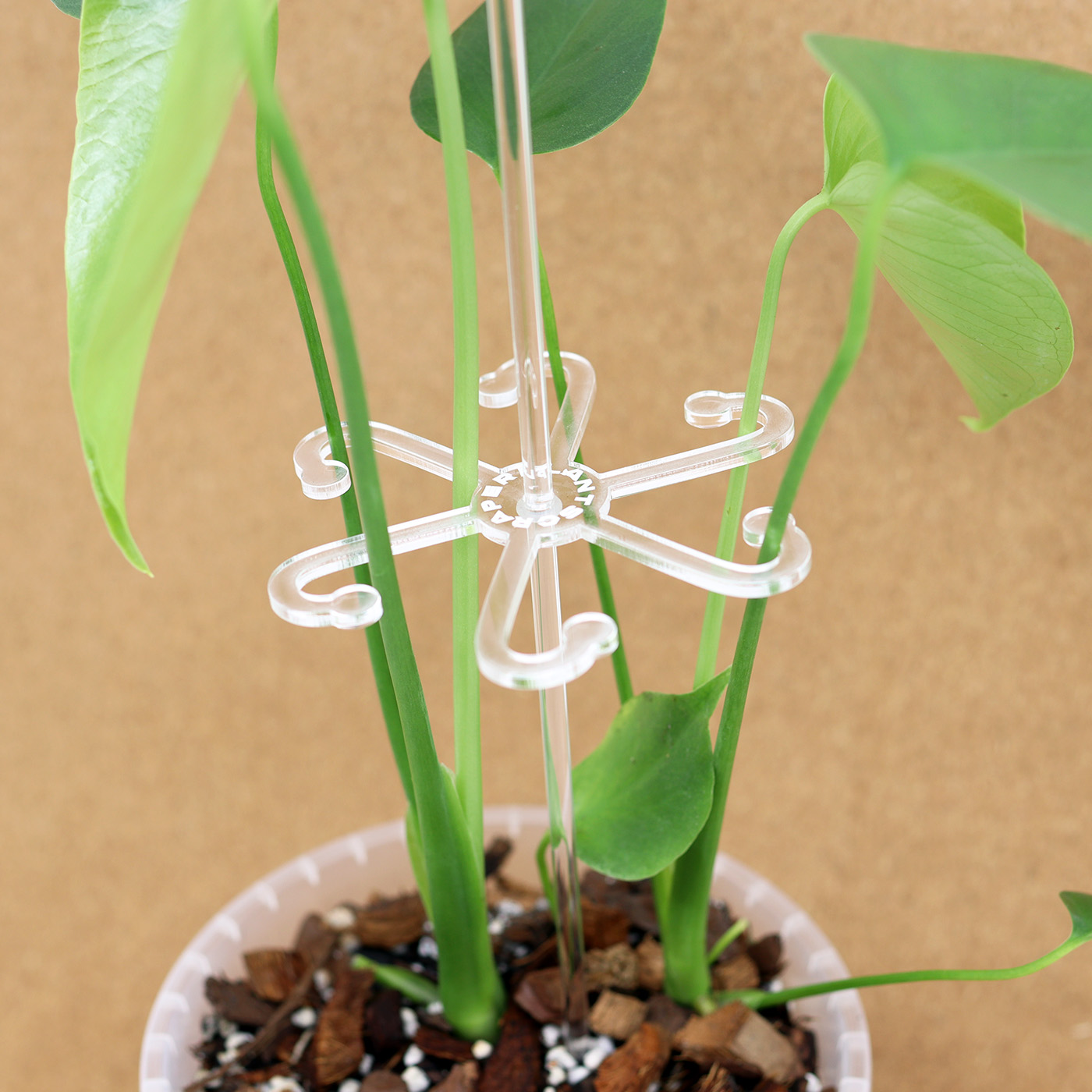 PEIKONLEHTI kasvituella + Monstera mix (15 cm) - Image 2
