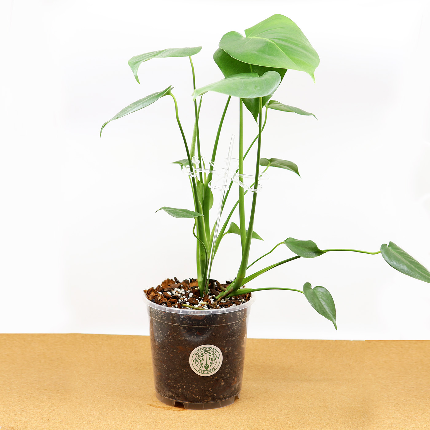 PEIKONLEHTI kasvituella + Monstera mix (19 cm)