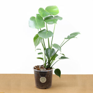 PEIKONLEHTI + Monstera mix (17 cm)