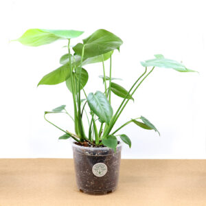PEIKONLEHTI + Monstera mix (19 cm)