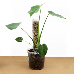 PEIKONLEHTI sammaltuella + Monstera mix (17 cm)