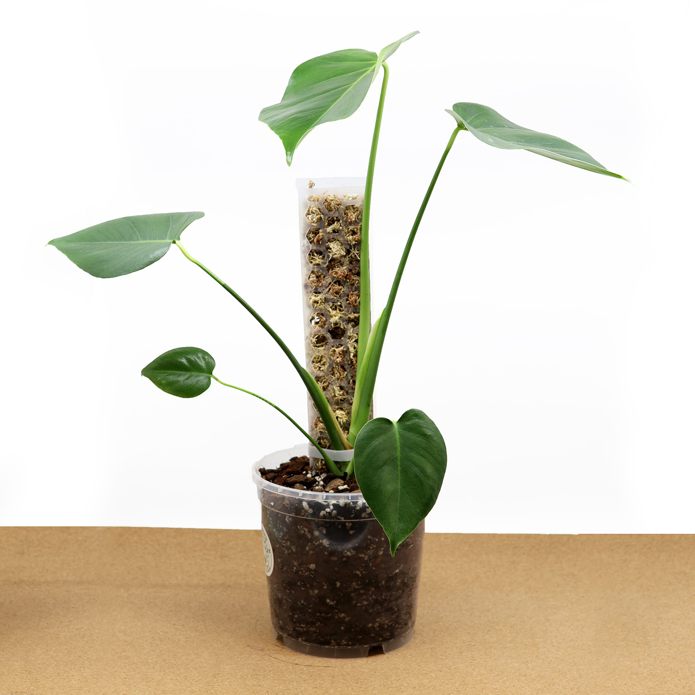 PEIKONLEHTI sammaltuella + Monstera mix (17 cm)