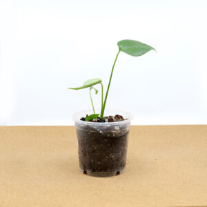 Baby PEIKONLEHTI  + Monstera mix (12 cm)