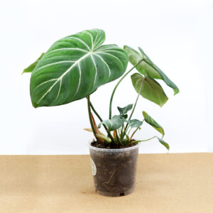 KÖYNNÖSVEHKA Philodendron 'Gloriosum' + Aroid mix